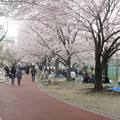 Photos: 博多区山王公園の桜　１
