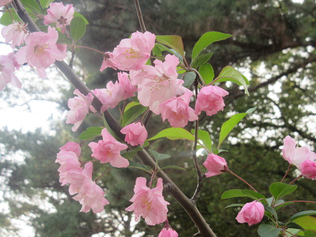 Photos: 博多区山王公園の桜　２