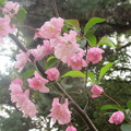 Photos: 博多区山王公園の桜　２