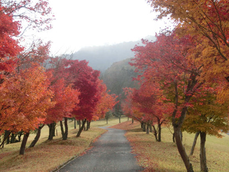 Mizuho紅葉