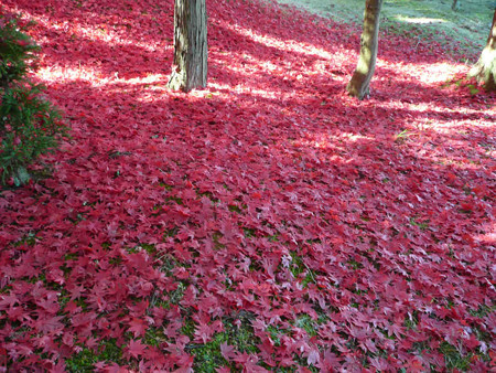 Mizuho紅葉