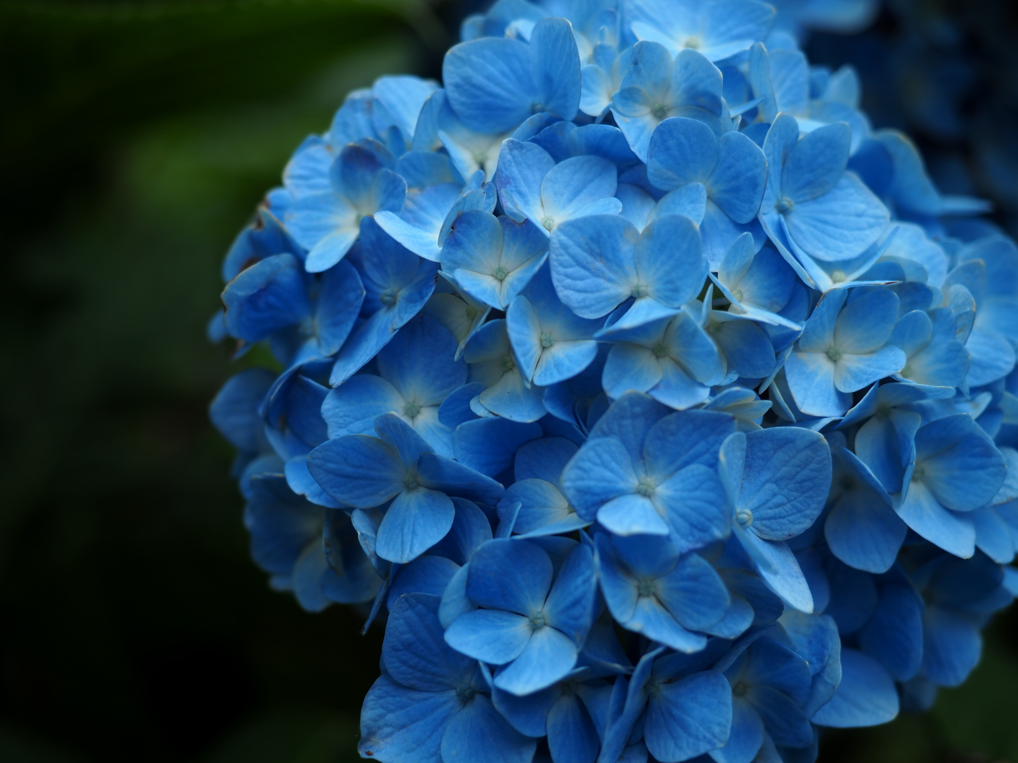 写真: P6090015