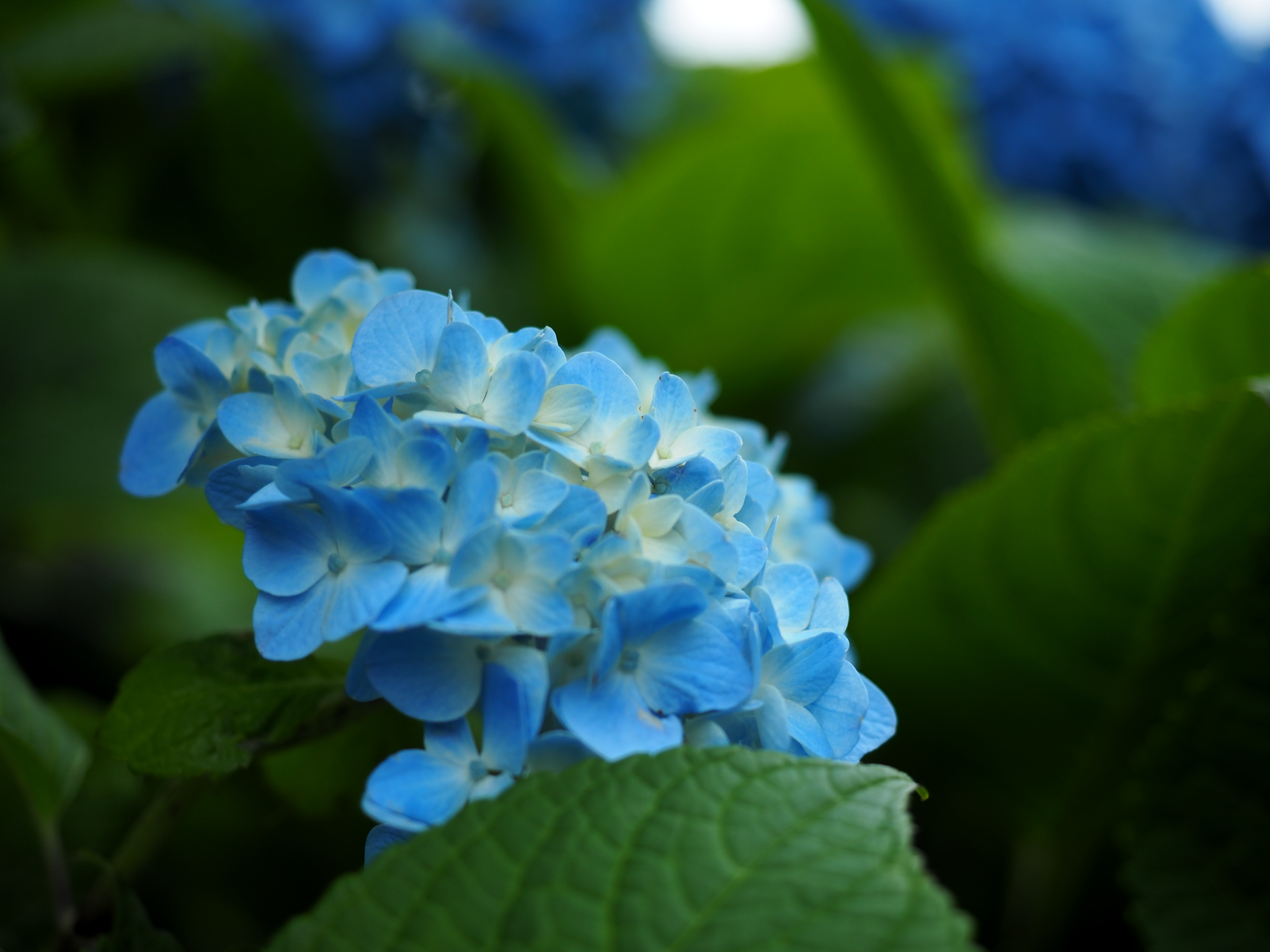 写真: P6090020