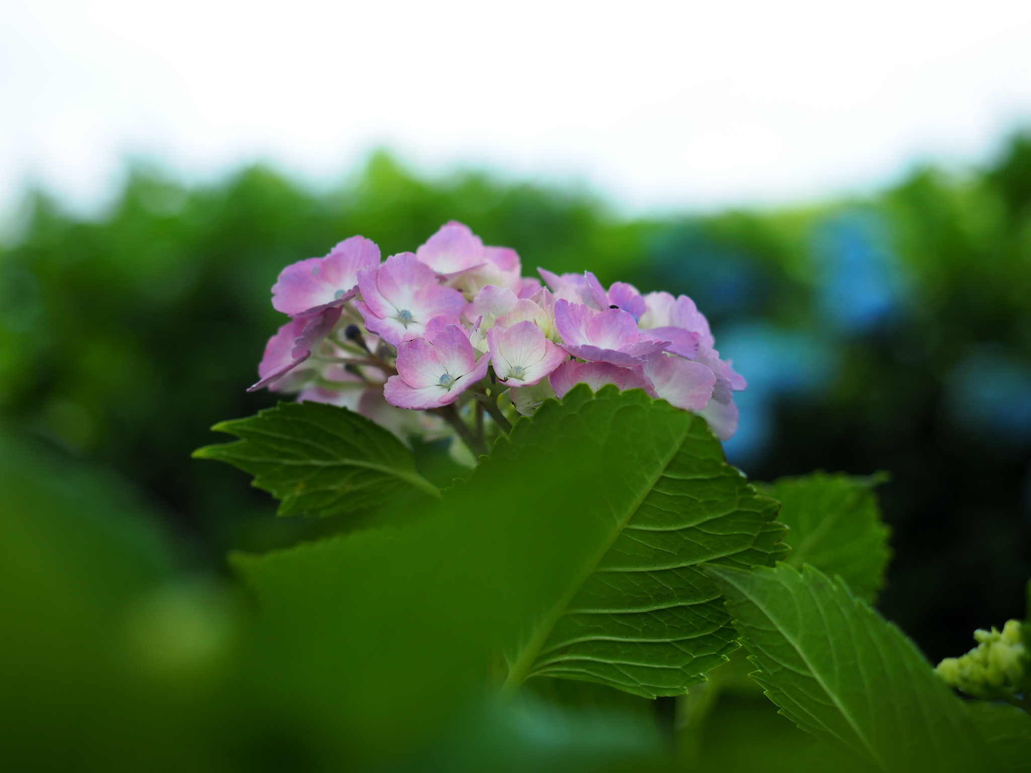 写真: P6090026