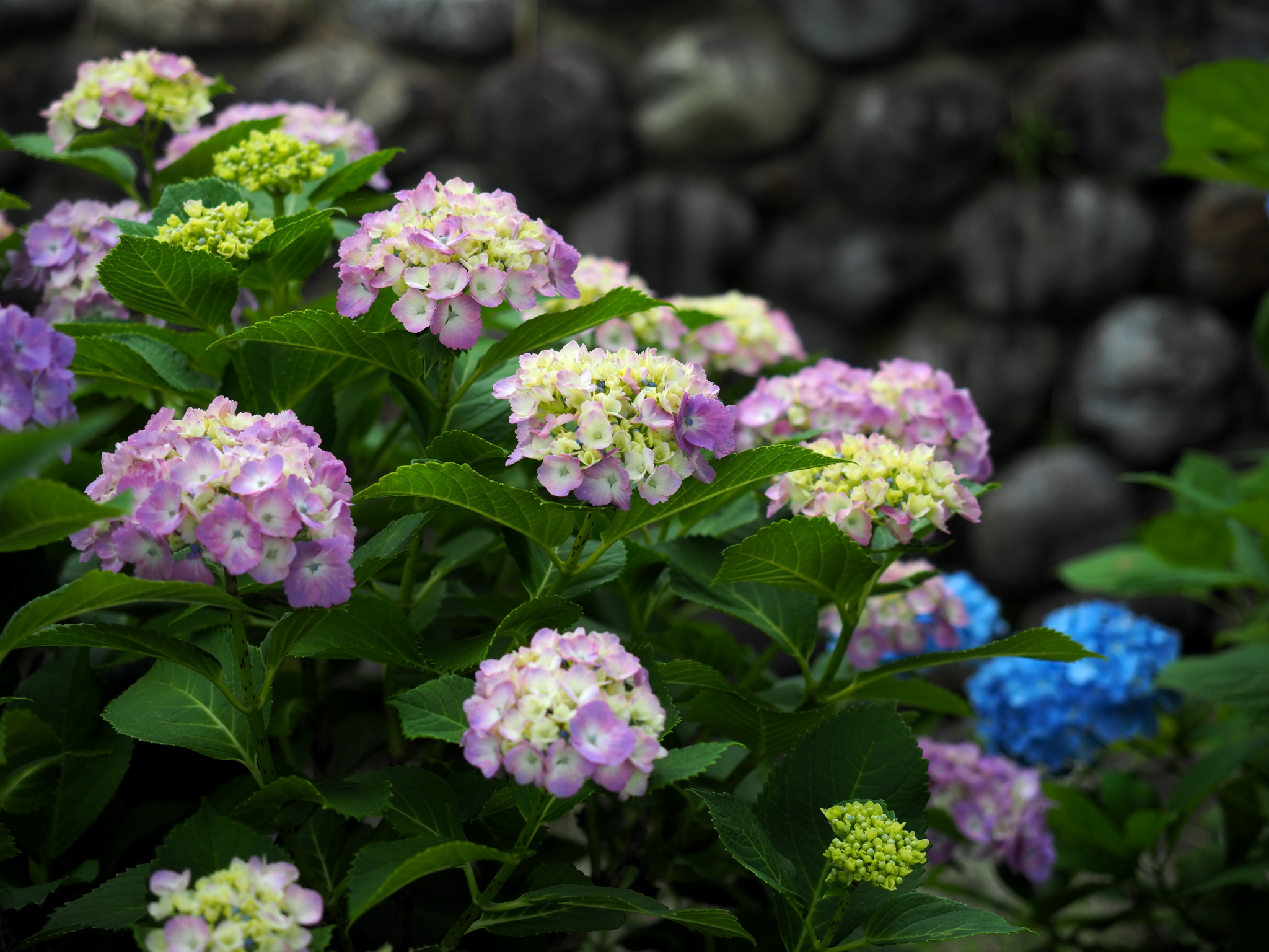 写真: P6090029