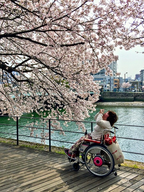 お散歩まりちゃん walk in wheelchair 広島市南区猿猴橋町 猿猴川左岸遊歩道 2018年4月1日