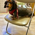 Photos: ラブこ black and tan miniature dachshund 平成30年5月23日