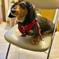 Photos: ラブこ black and tan miniature dachshund 2018年5月23日