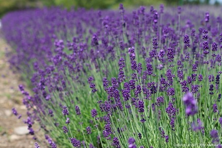 Blog_20120708_Lavendar_05