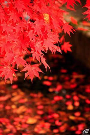 Blog_20151113_2