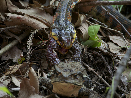 ヤマカガシの狩り(4)