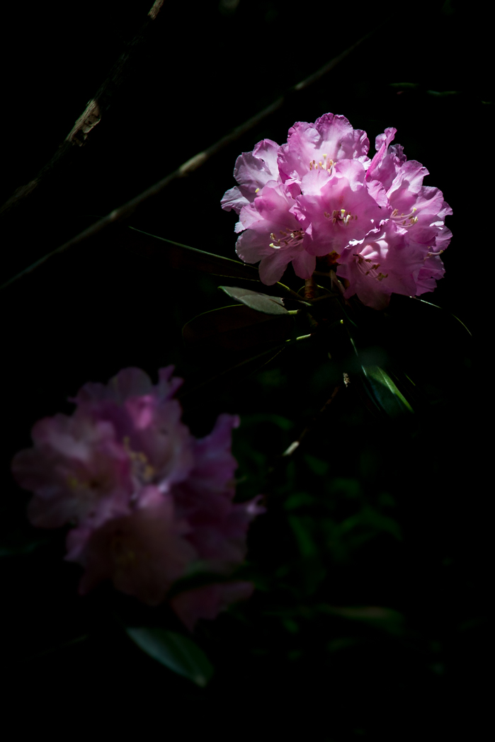 写真: IMG_3209