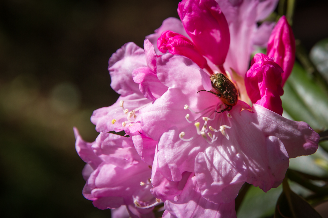 写真: IMG_3274