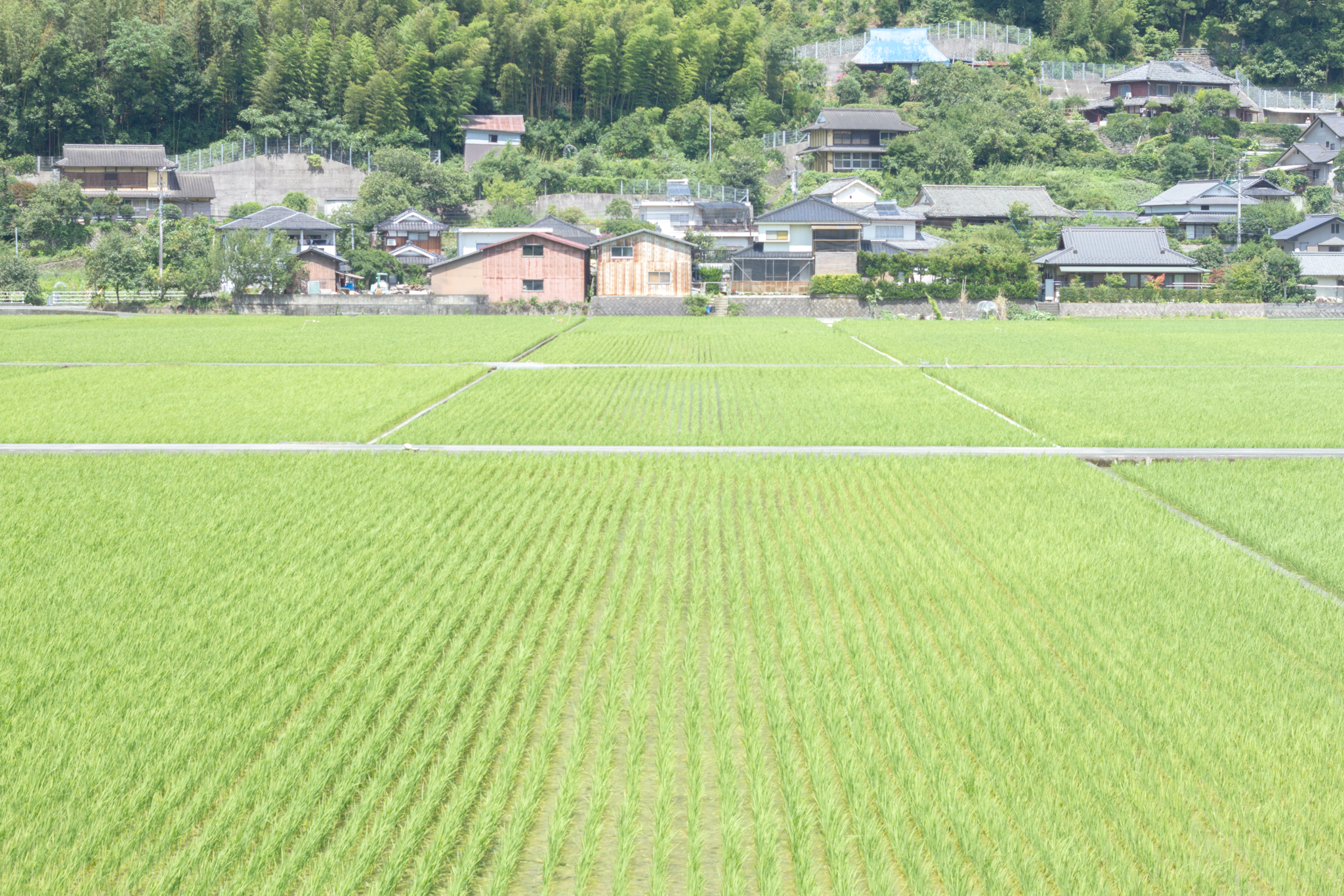 写真: IMG_8570