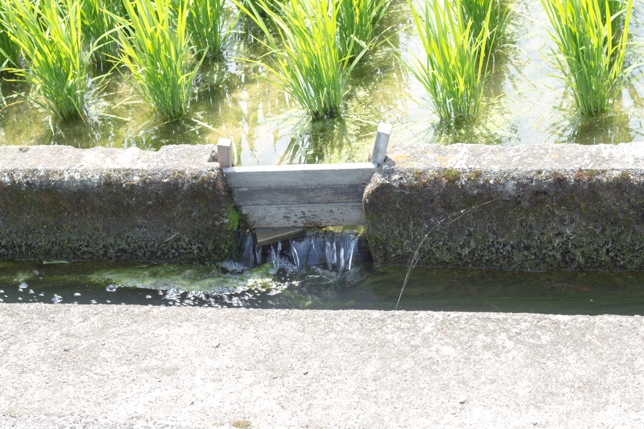 写真: IMG_8615