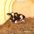 Photos: IMG_0534