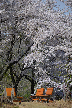 14042911simotazawa-sakura02
