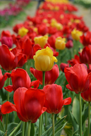 14050313tulip08