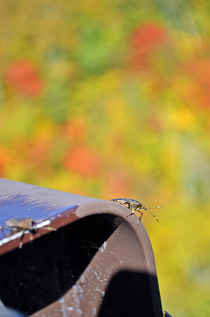 カメムシの紅葉狩り