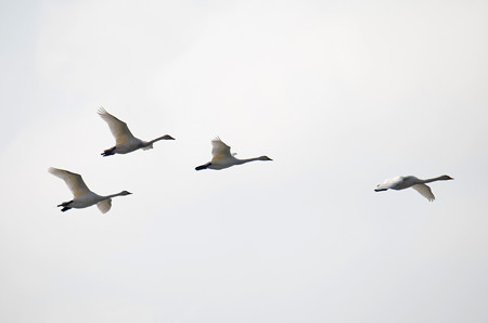 飛ぶ白鳥その5