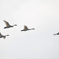 飛ぶ白鳥その５