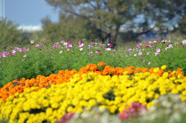 Photos: 花壇にて　その４