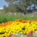 花壇にて　その４