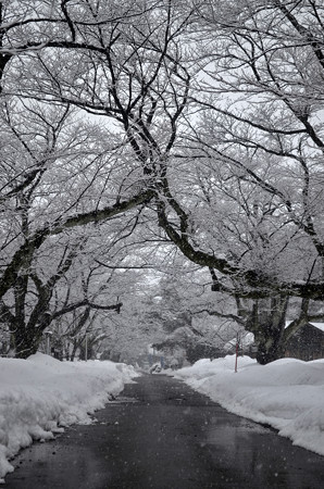 160206雪の降る景色03