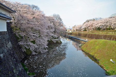 160416霞城公園の桜03
