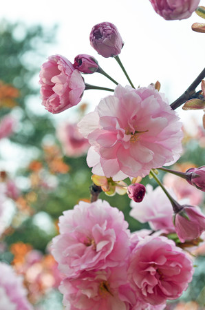 チューリップ園だけど八重桜