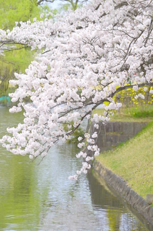 180414桜04改