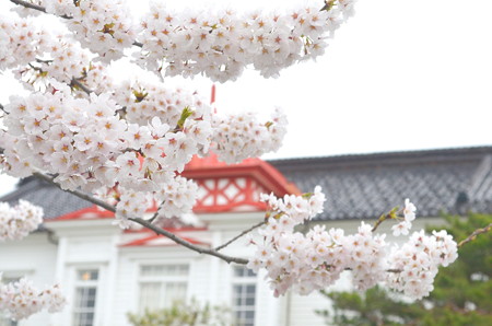 180414桜05