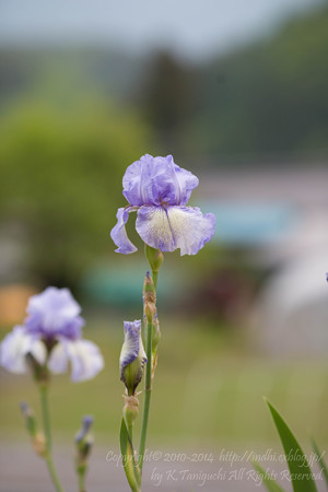 薄紫