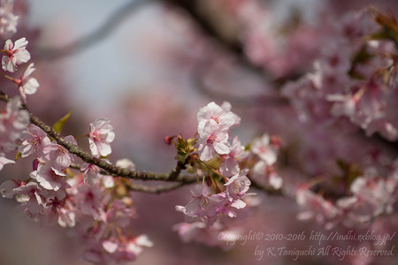 河津桜