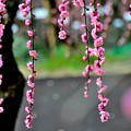 梅降り