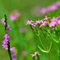 花のフィールド