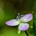 秋の陽受けて