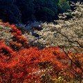 桜モミジ