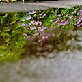 水中花