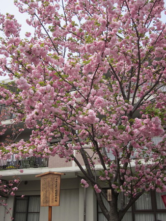 3今年の花