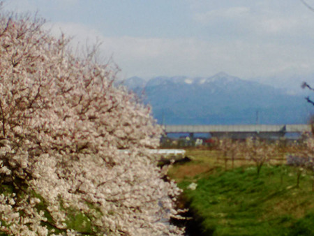 水橋の桜1604024s