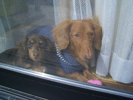 椅子のリフォームをしている時の2ワン