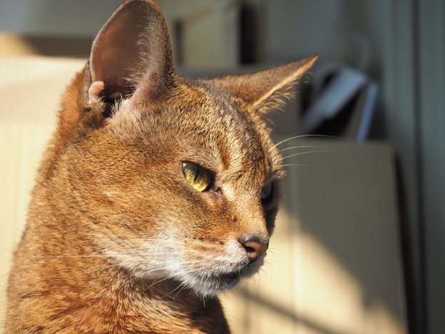 アビシニアン 死の淵から生還 Abyssinian On The Veranda 写真共有サイト フォト蔵