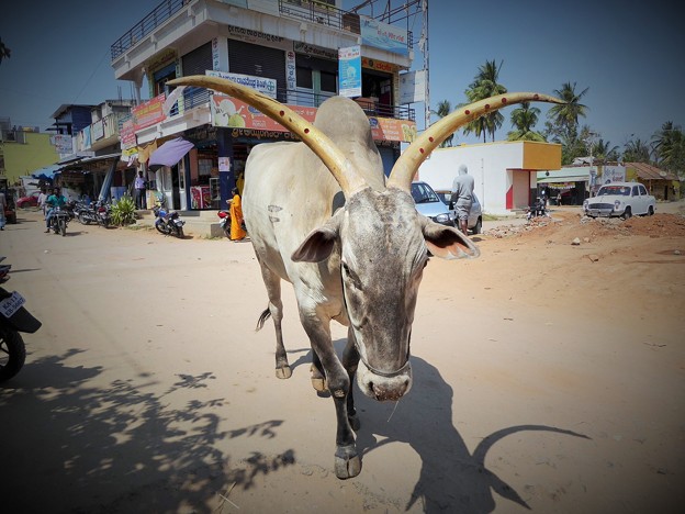 APP通信速報「インドの瘤牛に日本人たん瘤」A holy zebu