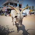 Photos: APP通信速報「インドの瘤牛に日本人たん瘤」A holy zebu