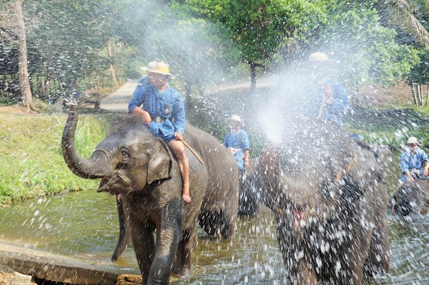 NBT速報：象から転落して日本人負傷～タイ Elephant Shower