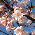 梅の花