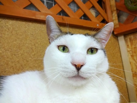 ハッチ「どうですか・・・？」