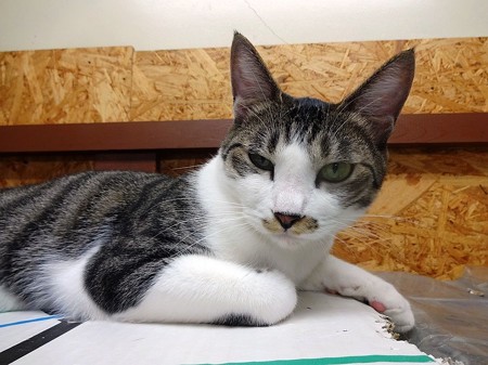 ココア「やりたいと思ったときにやればいいのさ」