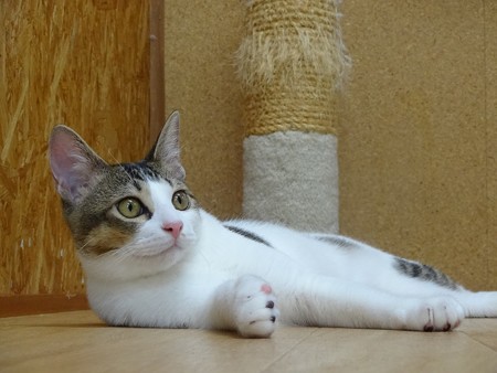 アッサム「さりげなく月光の傍に・・・」